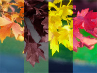 Color Corrections